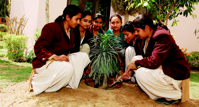 tree-plantation